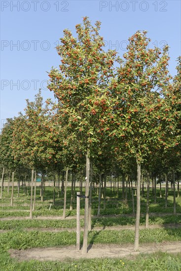 Swedish whitebeam (Sorbus intermedia) in tree farm