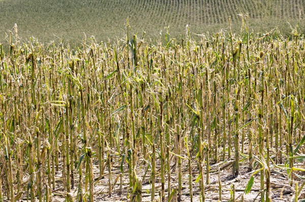 Maize (Zea mays) plants in a field with hail damage after a heavy storm