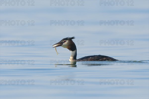 Great Crested Grebe in splendid dress with fish in beak