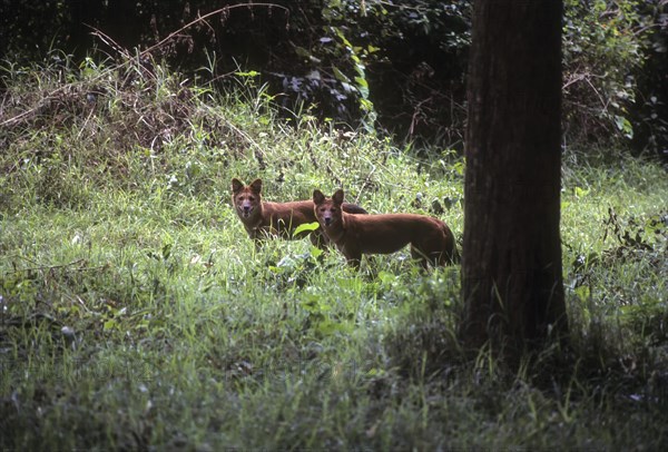 Dhole (cuon alpinus) wild dog in Nagarhole National Park