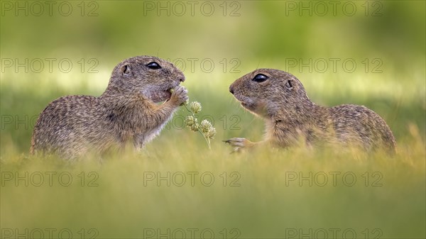 European ground squirrel (Spermophilus citellus) eating grass seeds