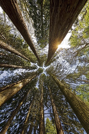 Giant sequoia (Sequoiadendron giganteum)