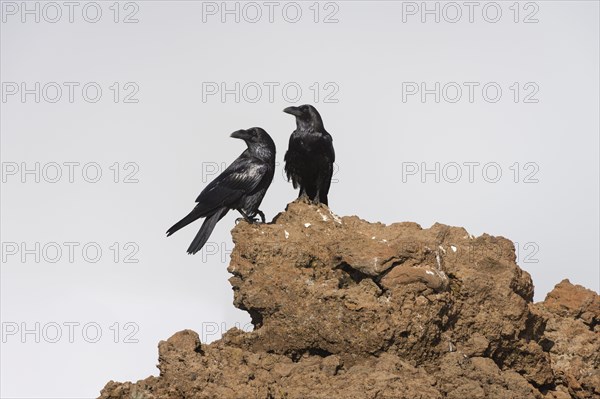 Common raven (Corvus corax) Northern Raven