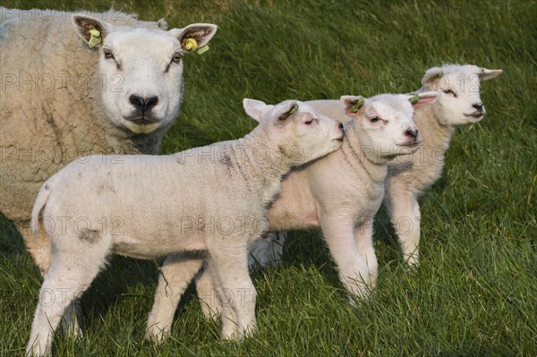 Texel sheep