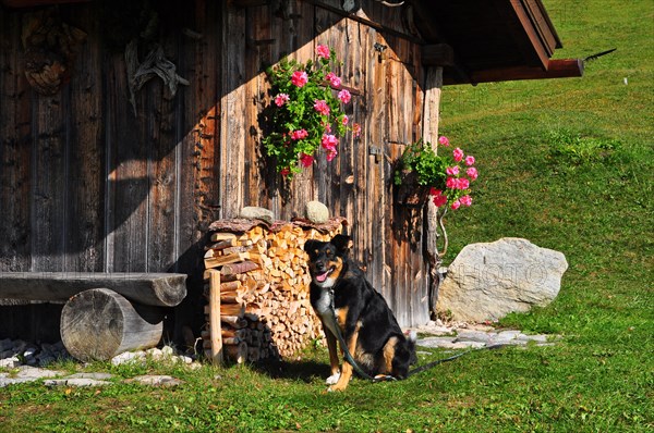 Wooden hut