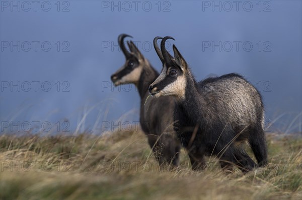 Chamois (Rupicapra rupicapra)