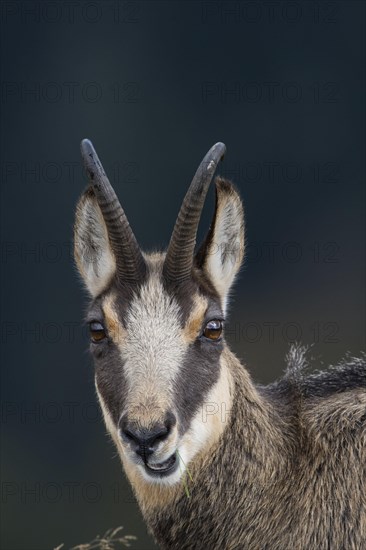 Chamois (Rupicapra rupicapra)