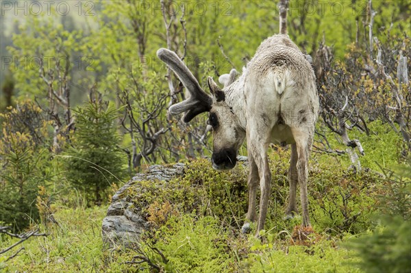 Caribou