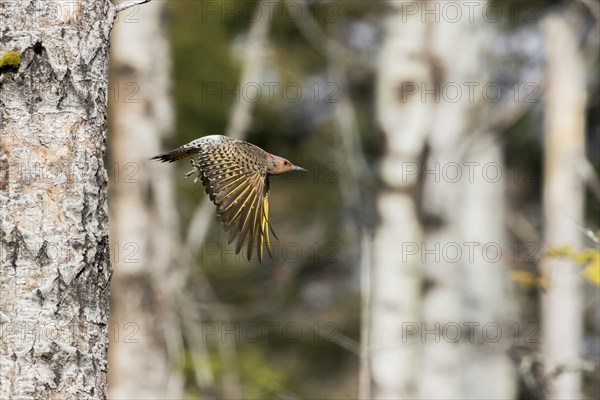 Northern flicker when leaving the nest (Colaptes auratus)