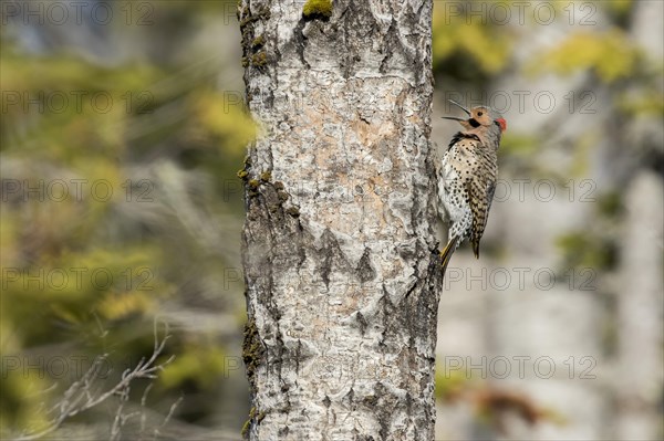 Northern flicker at nest entrance (Colaptes auratus)