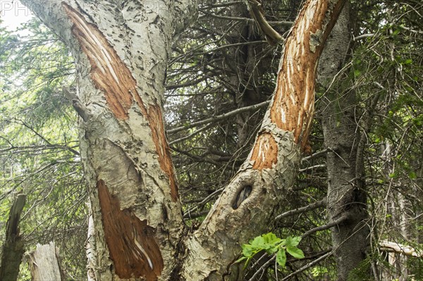 Bark eaten by American moose