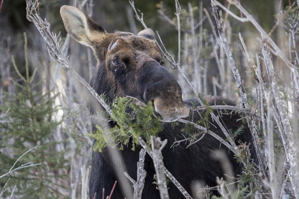 Elk