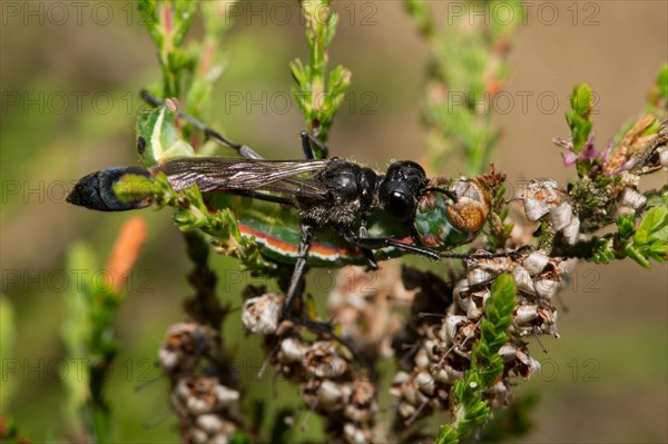 Red-banded sand wasp (Ammophila sabulosa)