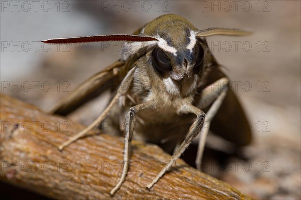 Lineated hawk moth (Hyles livornica)