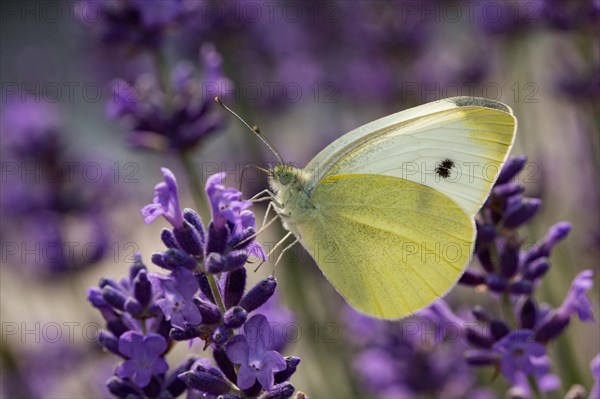 Green-veined white (Pieris napi)