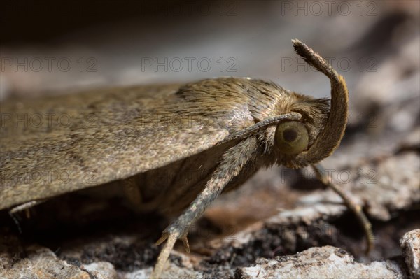 Fan-foot (Zanclognatha tarsipennalis)