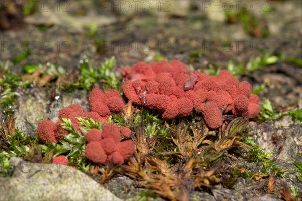 Carnival candy slime mold (Arcyria denudata)