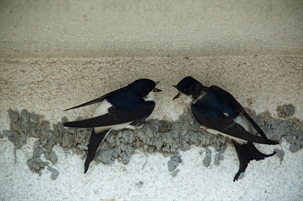 Common house martin (Delichon urbicum)