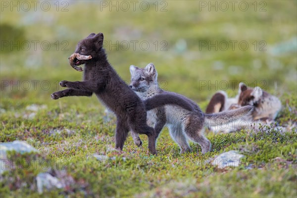 Arctic fox (Vulpes lagopus)