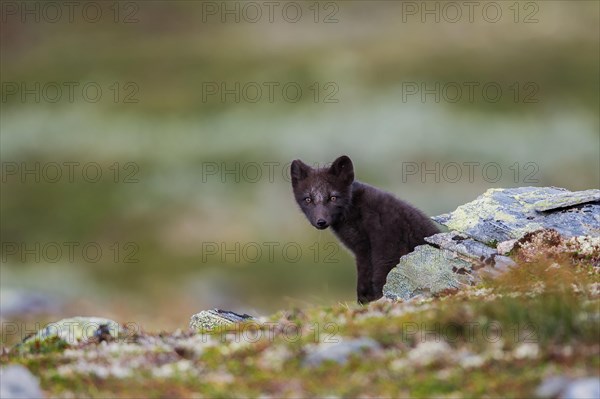 Arctic fox (Vulpes lagopus)