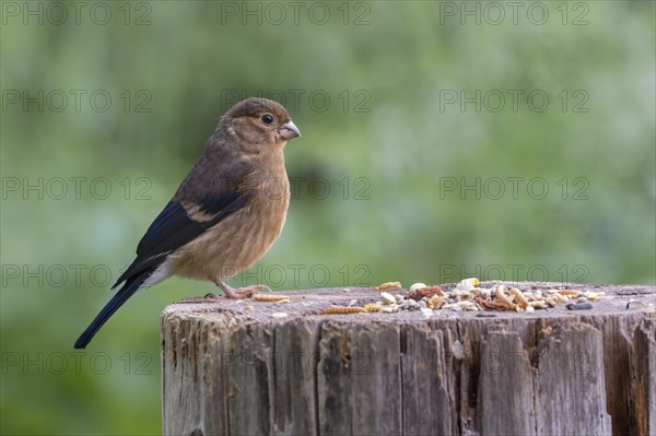 Eurasian bullfinch (Pyrrhula pyrrhula) Jungvogel