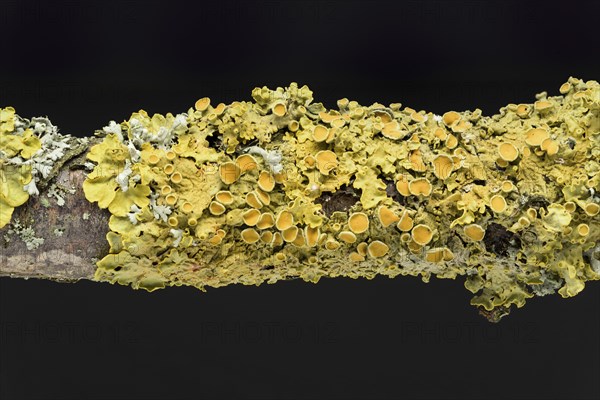 Wall yellow lichen (Xanthoria parietina) (Physia adscendens)