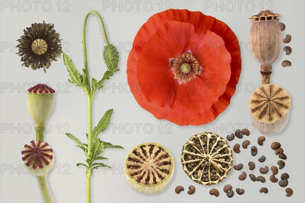 Poppy flowers (Papaver rhoeas) Poppy