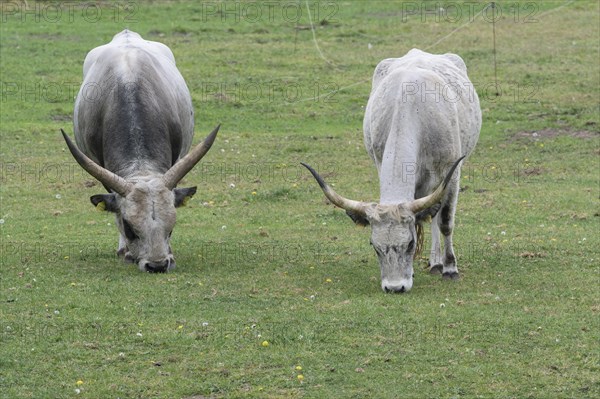 Hungarian steppe cattle