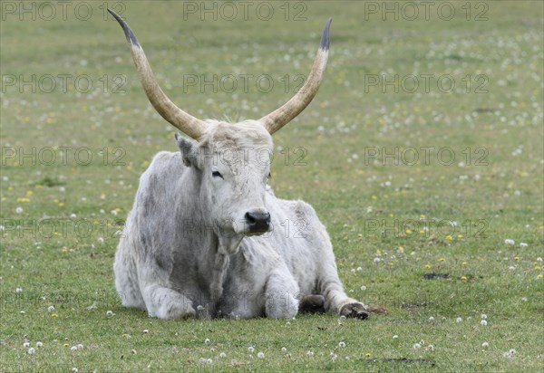 Hungarian steppe cattle