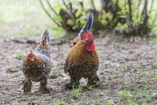 Feather-footed dwarfDomestic Chicken (Gallus gallus domesticus)