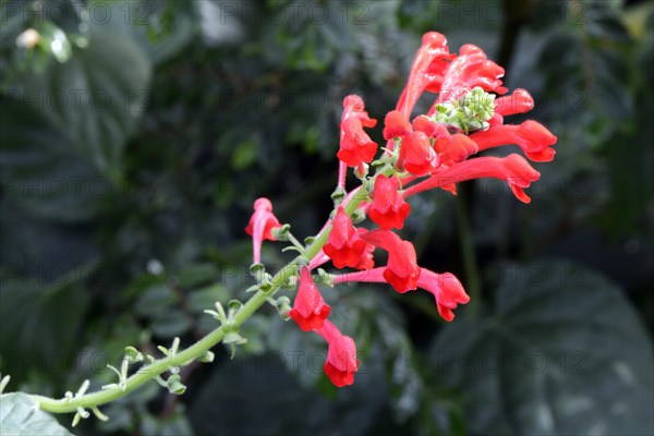 Begonia foliosa Occurrence South America