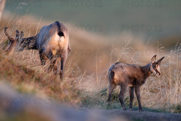 Chamois (Rupicapra rupicapra)