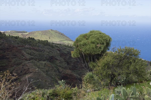 Canary Islands dragon tree (Dracaena draco) Las Tricias