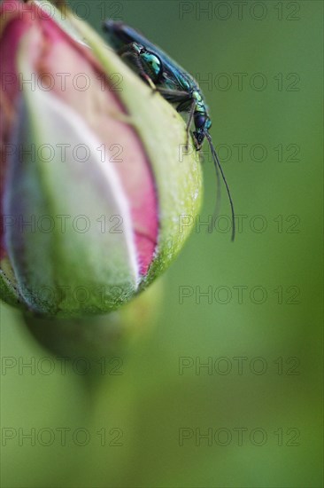 Thick-legged flower beetle (Oedemera nobilis) on rose bud (Rosa)