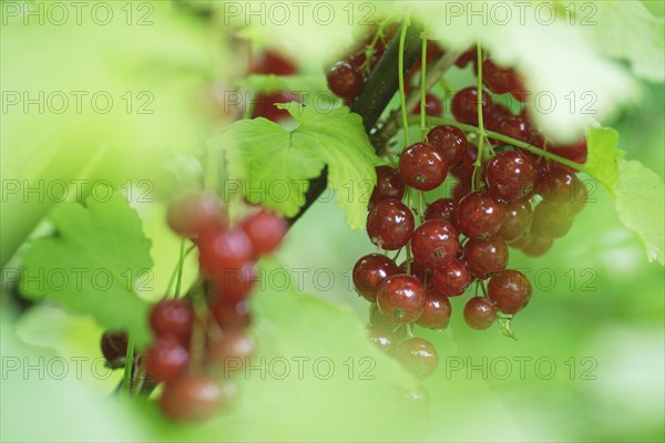 Fruits of the currant (Ribes rubrum)