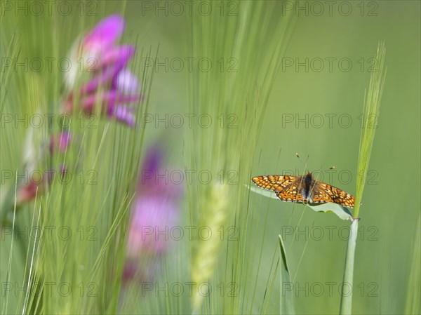 Marsh fritillary (Euphydryas aurinia)