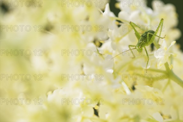 Speckled bush-cricket (Leptophyes punctatissima)