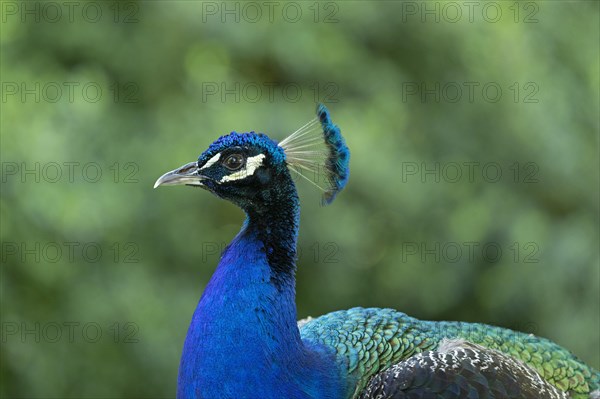 Indian peafowl (Pavo cristatus)