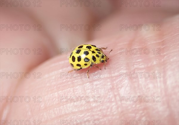 22-spot ladybird (Psyllobora vigintiduopunctata) or Twenty-two spot ladybird