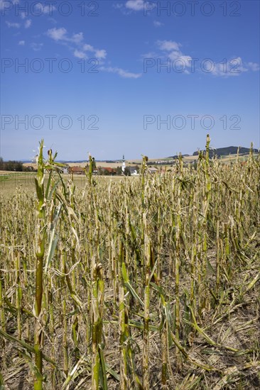 Maize (Zea mays) plants in a field with hail damage after a heavy storm near Schildorn