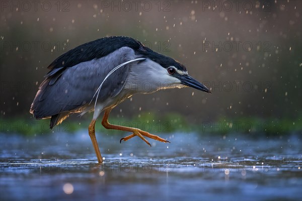 Black crowned night heron (Nycticorax nycticorax) Decorative feathers on head