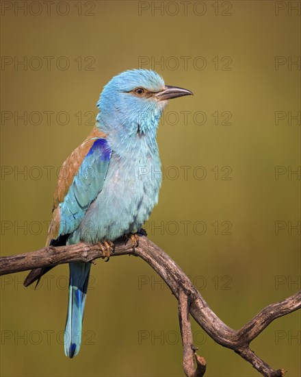 European roller (Coracias garrulus) in ambush