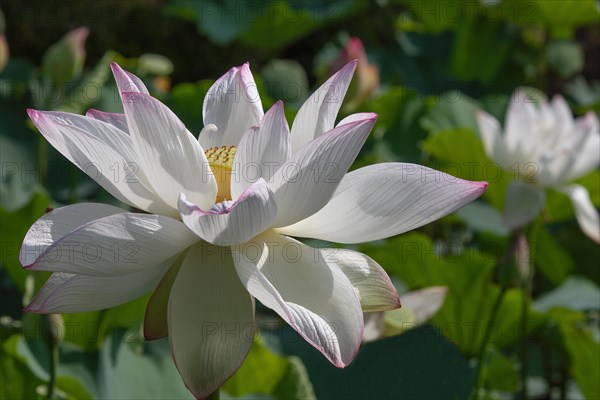 Lotus (Nelumbo)