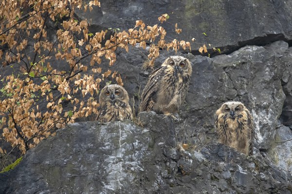 European eagle owls