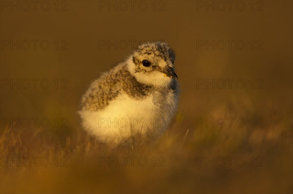 Ringed plover (Charadrius hiaticula)