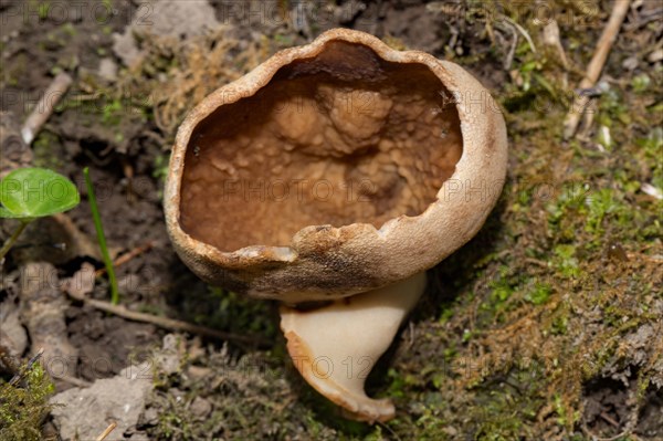 Veiny cup fungus (Disciotis venosa)
