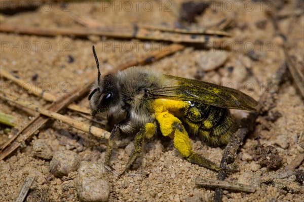 Grey-backed Mining-bee (Andrena vaga)