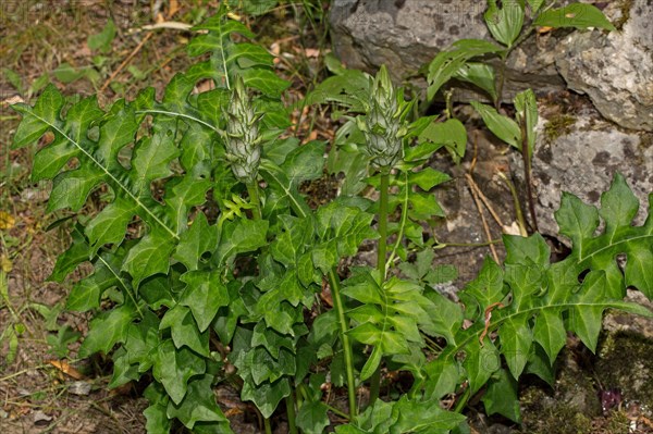 Long-leaved (Acanthus hungaricus) bear's breeches