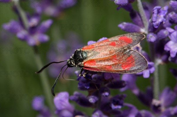 Six-spot burnet (Zygaena filipendulae)