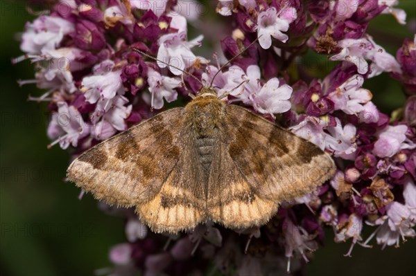 Burnet companion (Euclidia glyphica)